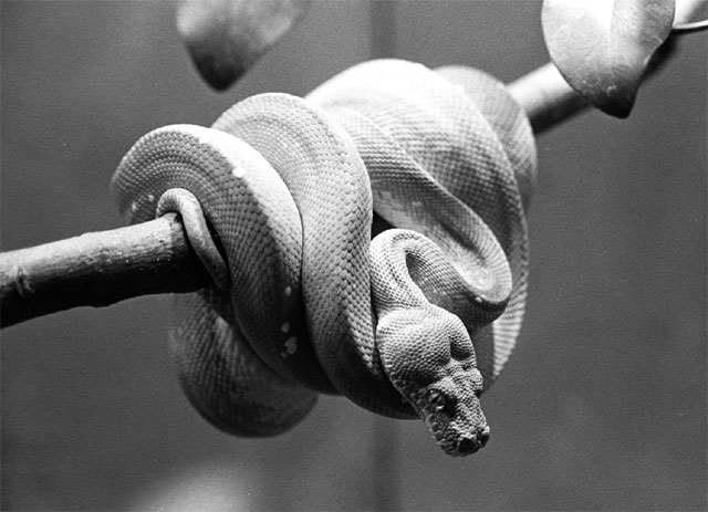 zsnake.jpg