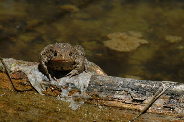 DSCF1823.JPG