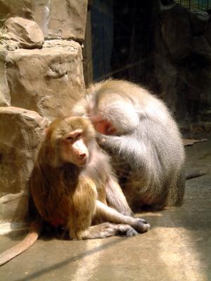 Male Baboons