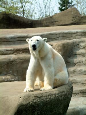 Polar Posing