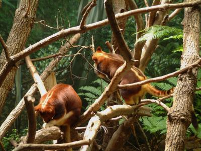 Red Panda