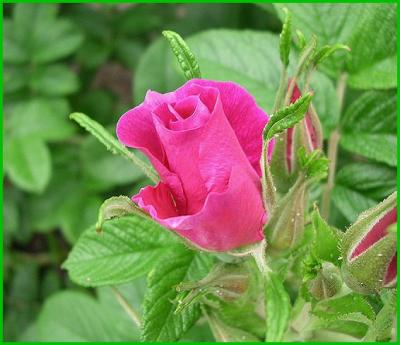 Rose Bud