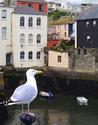 Falmouth-Harbour-with-Gull.jpg
