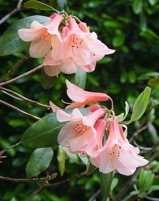 Garden-Flowers.jpg