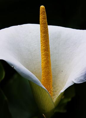 Lil-Boy-flower.jpg