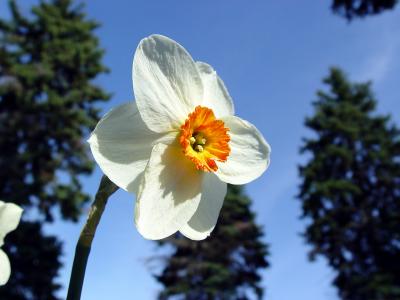 Daffodil