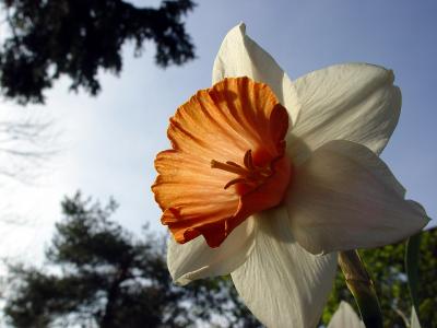 Orange-cupped daffodil