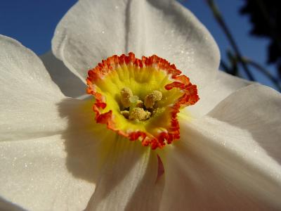 Daffodil
