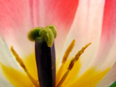 Flower close up