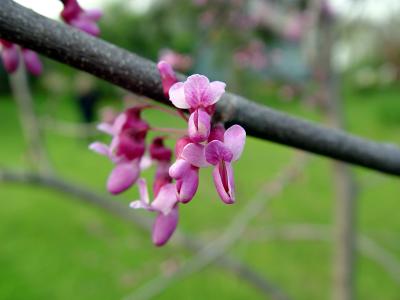 Cercis canadensis