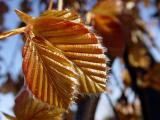 weeping copper beech leaf