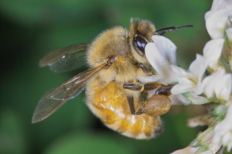 Bee on clover