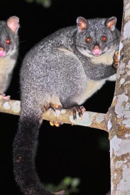 Possums - Washpool NP - NSW