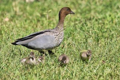 Wood duck and Chicks