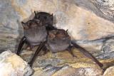 Bats - Cania Gorge National Park