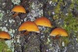 Fungi - Kondallila Falls NP