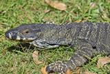 Goanna with CLAWS