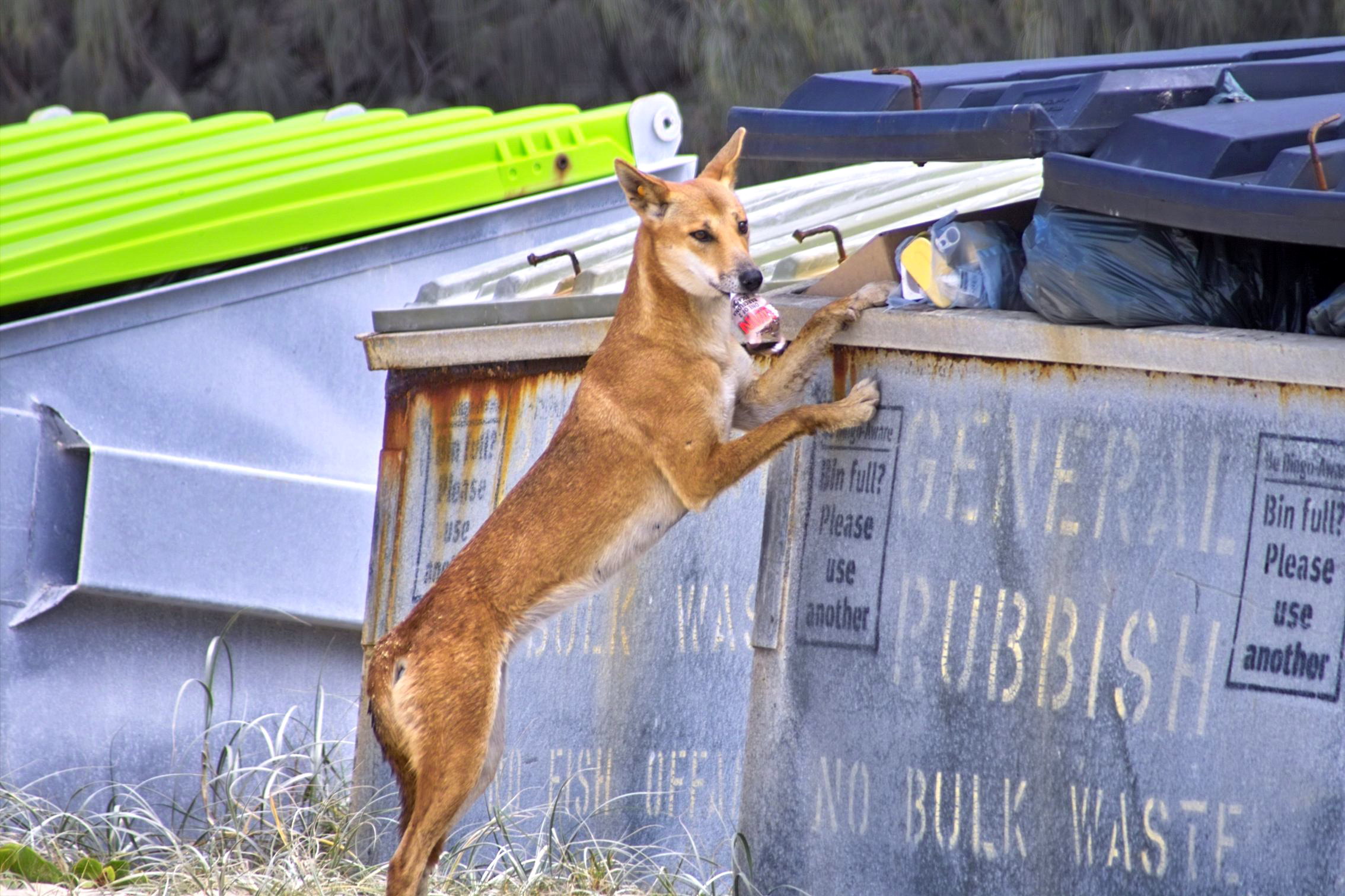 Dont feed the Dingoes