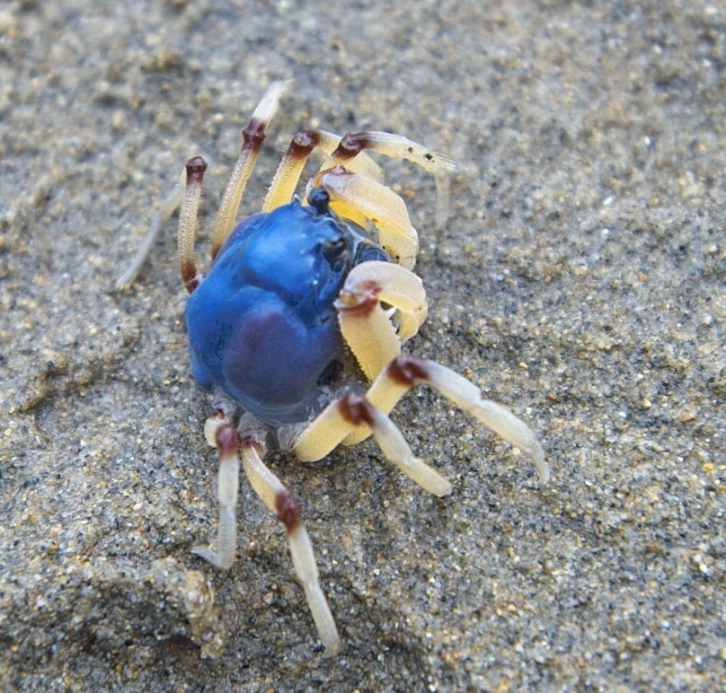 Soldier Crab