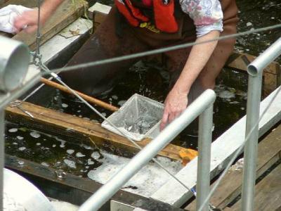 P1020581 netful of smolts.jpg