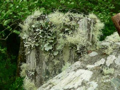 P1020598 bridge post lichen.jpg