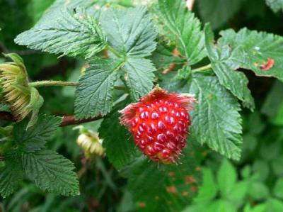 P1020599 thimbleberry.jpg