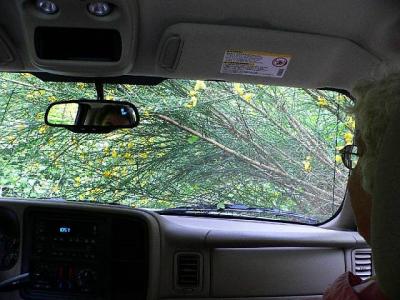 P1020601 Road to Coal Creek site.jpg
