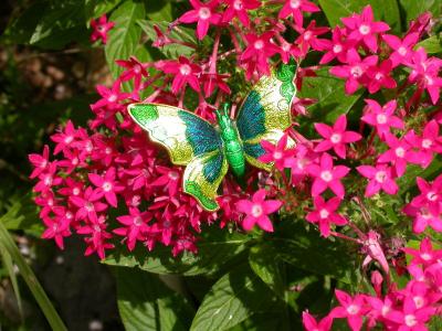 New Butterfly Observed in Texas Garden