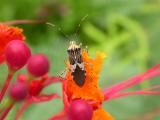 Insect on Pride of Barbados