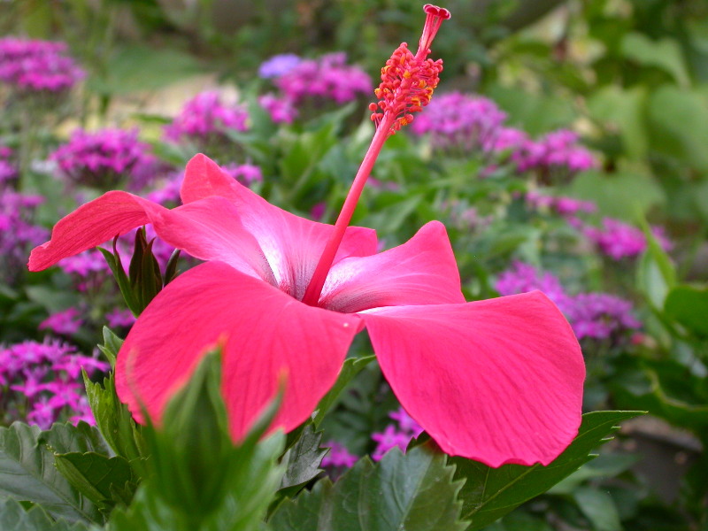 Hibiscus and Penta