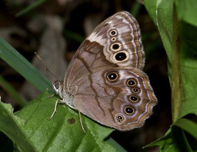 Satyr Butterfly 6677.jpg