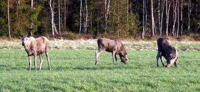 PICT0525.jpg