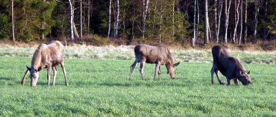 PICT0526.jpg