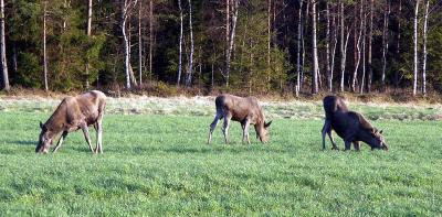 PICT0527.jpg