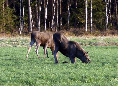 PICT0531.jpg