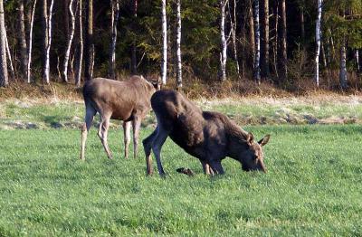 PICT0540.jpg