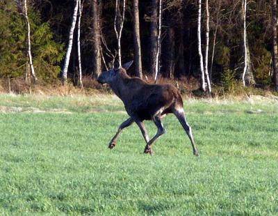 PICT0550.jpg