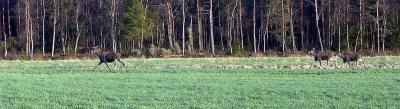PICT0554.jpg