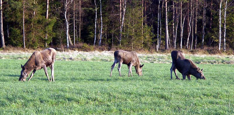 PICT0527.jpg