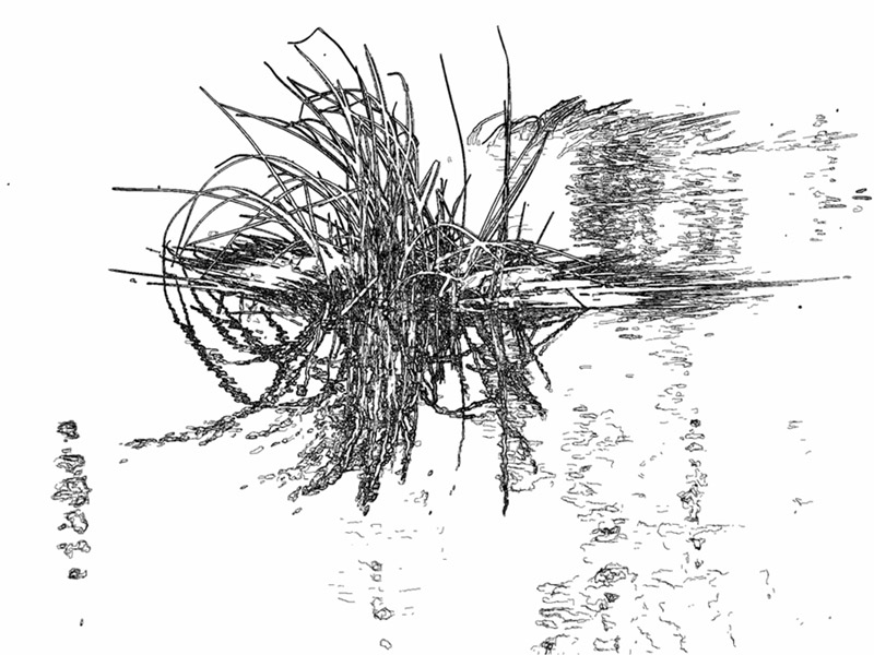 16 May 05 - Water Grass