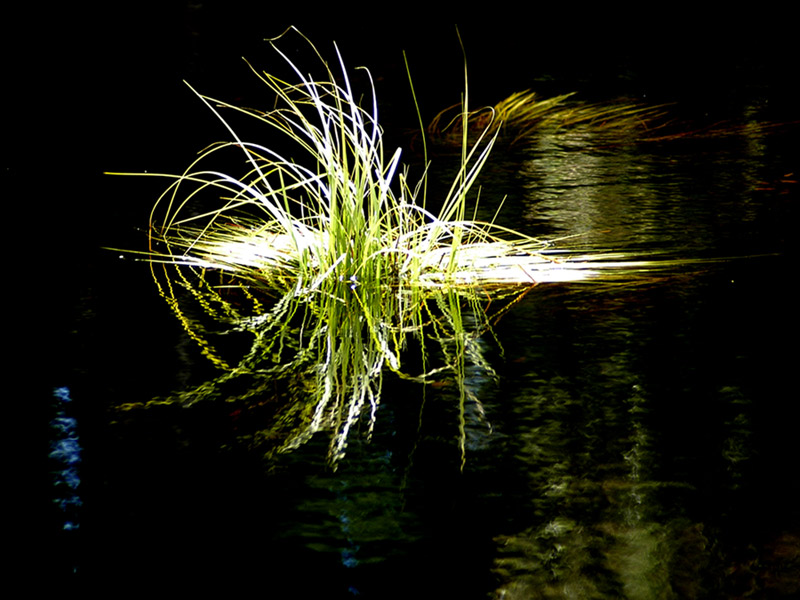 Lake Mahinapuri - water grasses