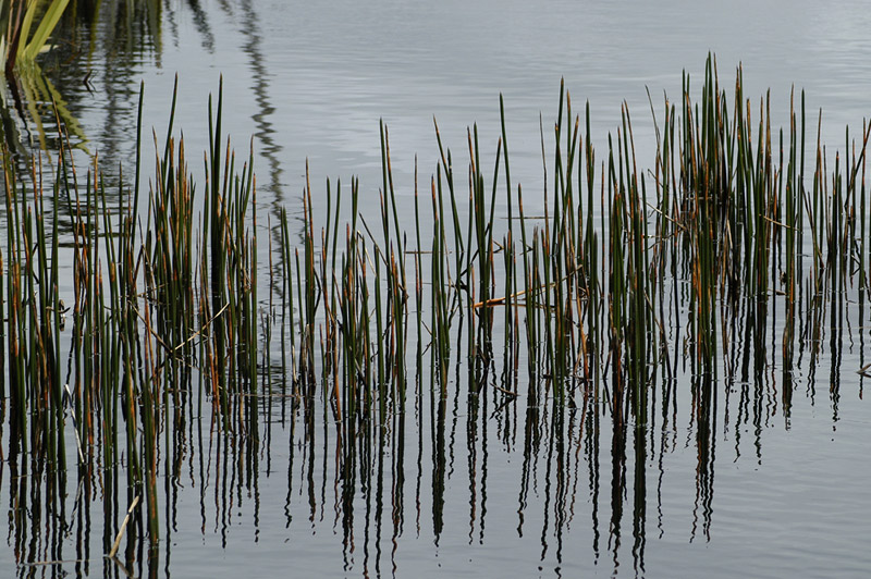 Water Grasses