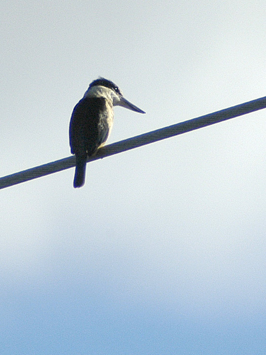 17 May 05 - Kingfisher on a wire