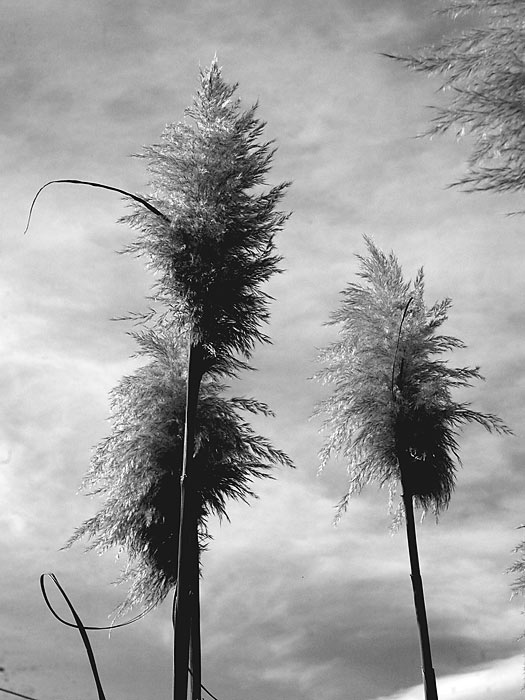 May 2005 PAD