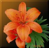 Tiger Lily 2