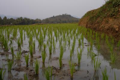 rice paddy's