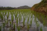 rice paddys