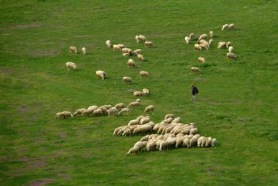 Sheep and Shepherd.jpg