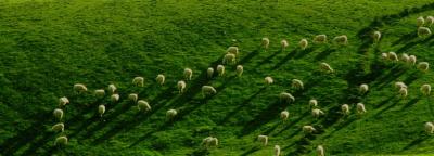 Volterra Sheep.jpg