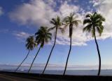 Five palm trees.jpg